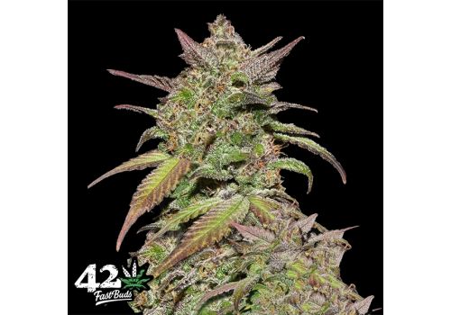 FastBuds Seeds Smoothie AUTO