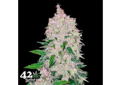 FastBuds Seeds Stardawg AUTO