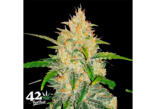 FastBuds Seeds Zkittles AUTO