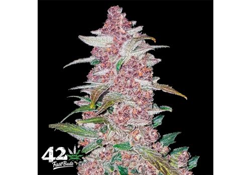 FastBuds Seeds Blackberry AUTO