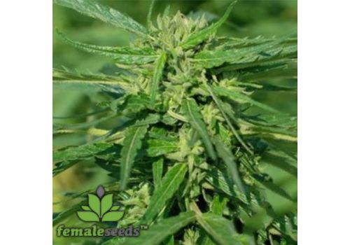 Female Seeds CBD Terra Italia 40:1