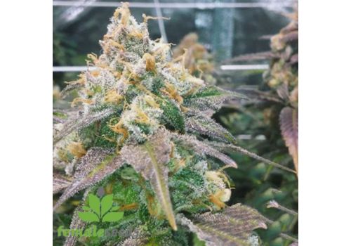Female Seeds Dream Berry