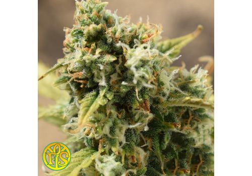 Freedom of Seeds Jack AUTO