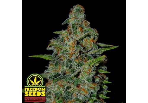 Freedom Seeds Urban Guerrilla