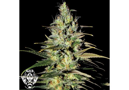 G13 Labs Seeds Blue Cindy