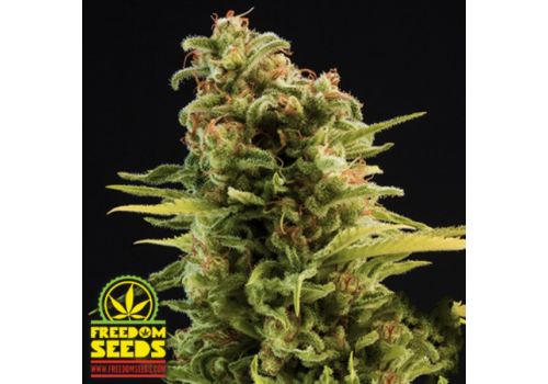 Freedom Seeds Big Trip