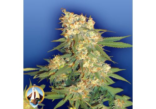 Flying Dutchmen Seeds Aurora B