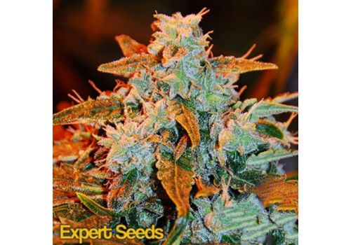 Expert Seeds AutoBlueberry