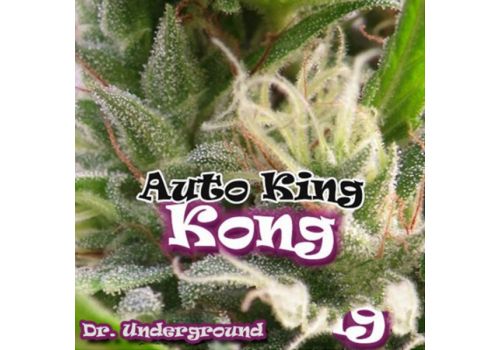 Dr. Underground Seeds Auto King Kong