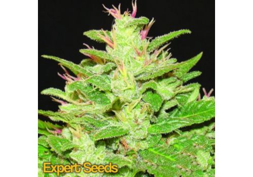 Expert Seeds AUTO Kush