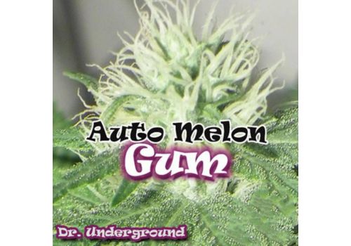 Dr. Underground Seeds AUTO Melon Gum