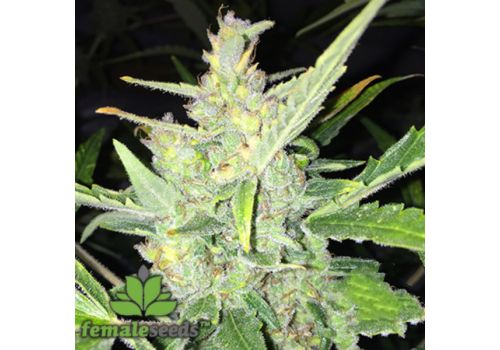 Female Seeds AUTO White Widow x Big Bud
