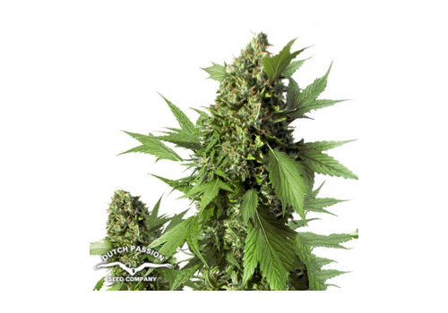 Dutch Passion Seeds AUTO Duck