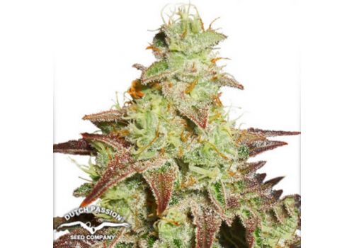 Dutch Passion Seeds AUTO Night Queen