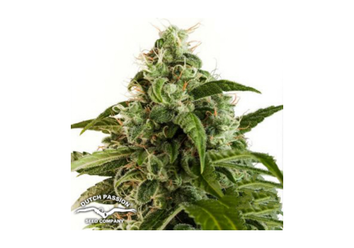 Dutch Passion Seeds AUTO Euforia