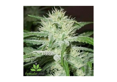 Female Seeds AUTO Speed Bud