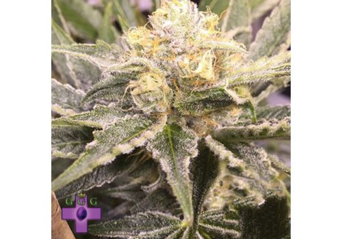 Gage Green Seeds Baby Breath