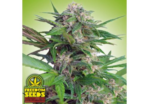 Freedom Seeds Big Easy AUTO