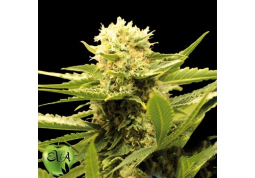 EVA Seeds Black Dream