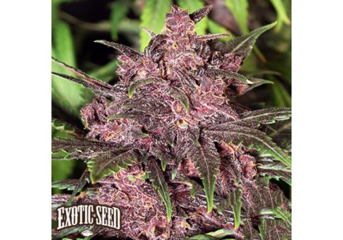 Exotic Seed Black Haze AUTO
