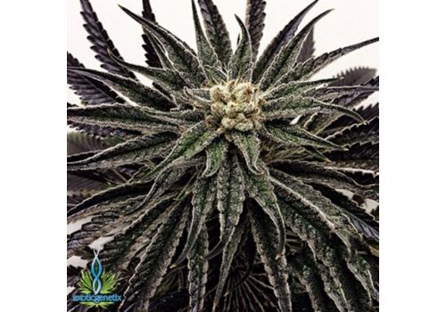 Exotic Genetix Seeds Black Mamba