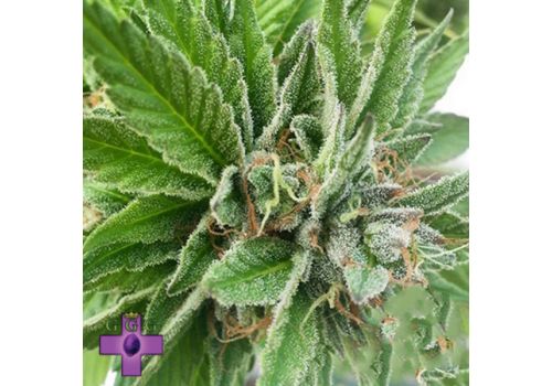 Gage Green Seeds Blue Dynamic