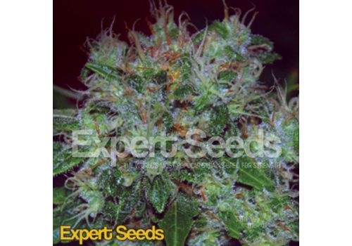 Expert Seeds Blue Cheese AUTO