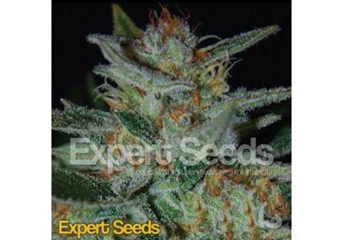 Expert Seeds Blue Cheese