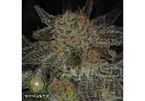 Dynasty Genetics Seeds Blue Magoo BX2