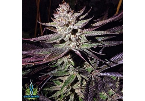 Exotic Genetix Seeds Blue Steel