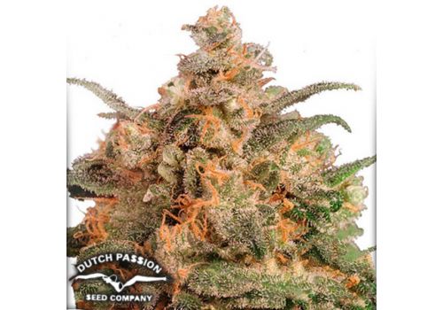Dutch Passion Seeds Brainstorm