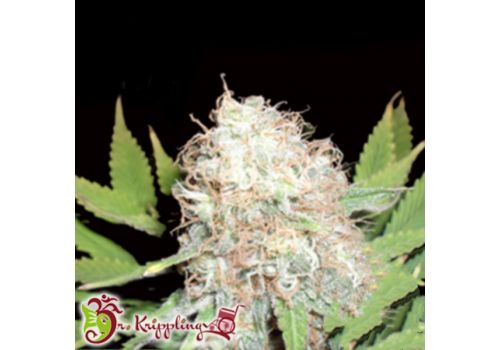 Dr. Krippling Seeds Bud Bud Bling Tingz