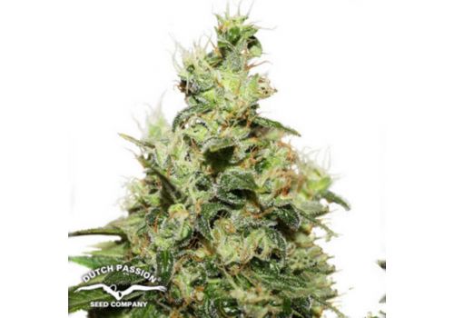 Dutch Passion Seeds CBD Kush