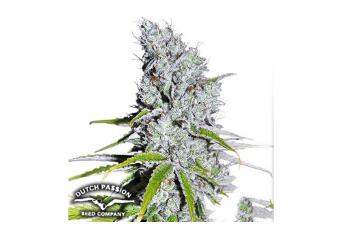 Dutch Passion Seeds CBD SkunkHaze