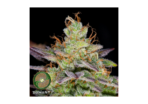 Dynasty Genetics Seeds Caramel Haze