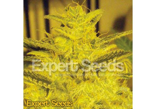 Expert Seeds Caramella AUTO