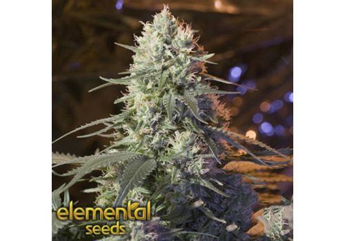 Elemental Seeds Chaos Kush