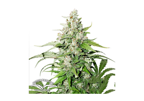 Dutch Passion Seeds AUTO Cinderella Jack