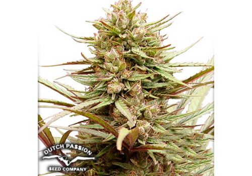 Dutch Passion Seeds ComPassion