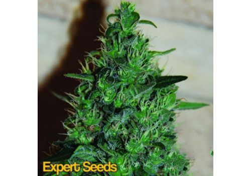 Expert Seeds Critical AK AUTO