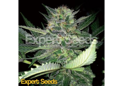 Expert Seeds Critical Lights