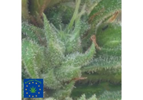 Europa Seeds AUTO Crystal Lightning