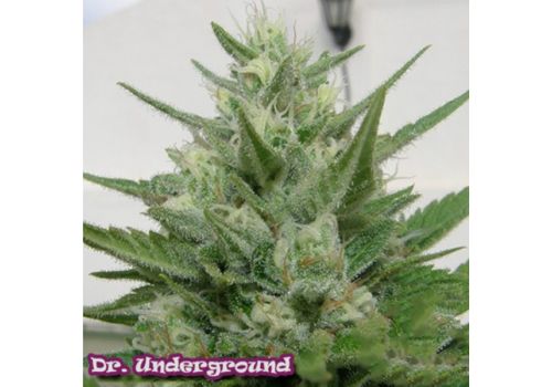 Dr. Underground Seeds Crystal M.E.T.H.