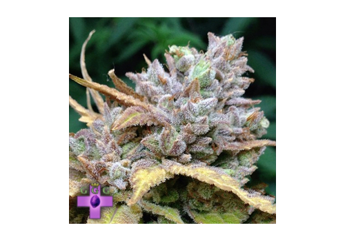 Gage Green Seeds D Cure