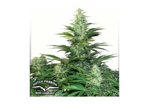 Dutch Passion Seeds Dark Delight