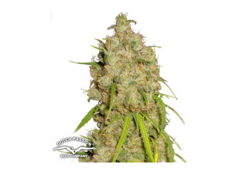 Dutch Passion Seeds Desfran