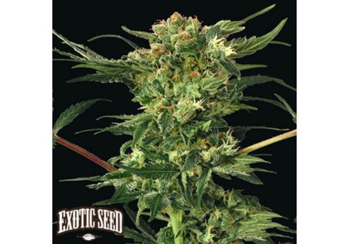 Exotic Seed Devil Kush