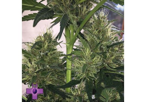 Gage Green Seeds Diamonds & Dust