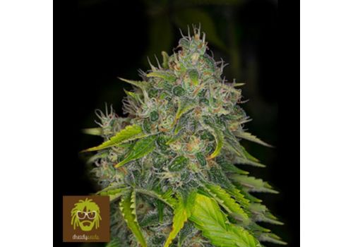 Dready Seeds Dready Berry