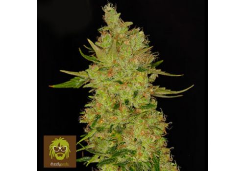 Dready Seeds Dready Cheese
